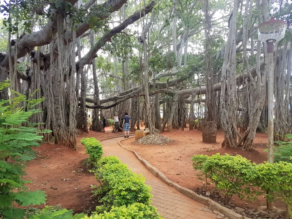 Big Banyan Tree Bangalore